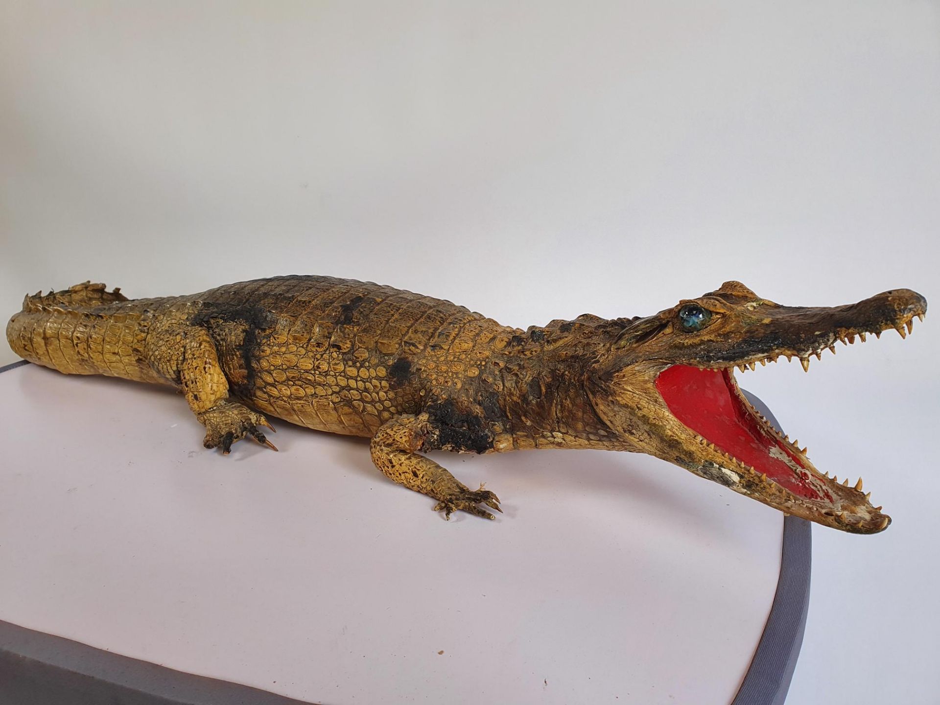 Cayman/Crocodile Taxidermy - Image 5 of 5