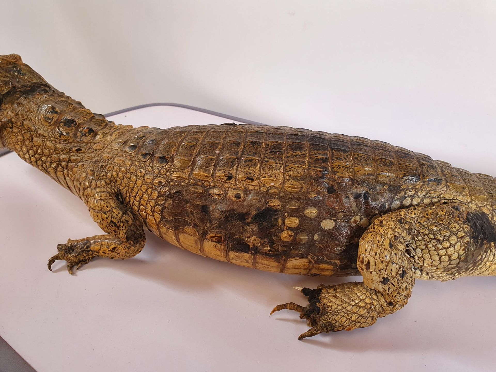 Cayman/Crocodile Taxidermy - Image 4 of 5