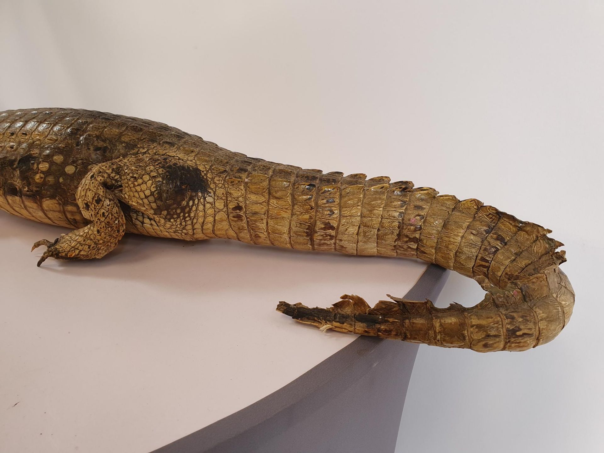 Cayman/Crocodile Taxidermy - Image 3 of 5