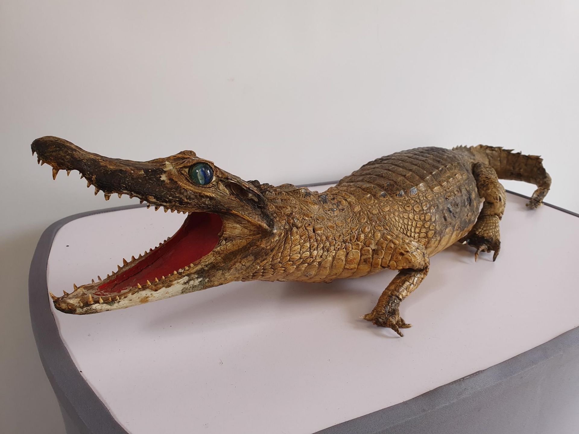 Cayman/Crocodile Taxidermy - Image 2 of 5