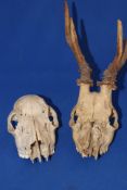 Pair Roe Deer Skulls one with Antlers On Skull Taxidermy Home Decor Hunting