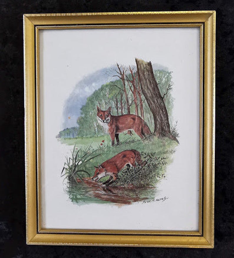 Set of Four Framed prints of wildlife by Peter H Holmes Otters Foxes Badgers Squirrels - Image 5 of 6