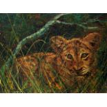 Small Lion Cub Oil On Canvas