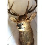 Antique Large Stag's Head