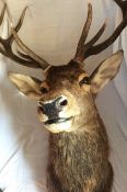 Antique Large Stag's Head