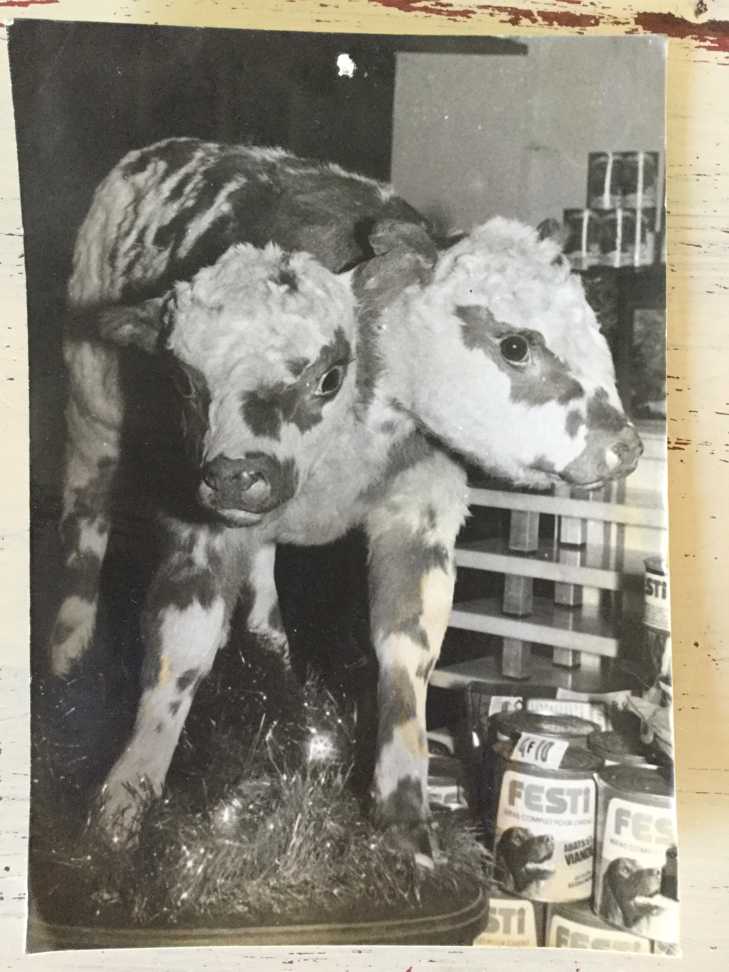 Rare photo Double headed Veau 1978 photograph France 17.5 Cm x 12.5 Cm