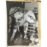 Rare photo Double headed Veau 1978 photograph France 17.5 Cm x 12.5 Cm