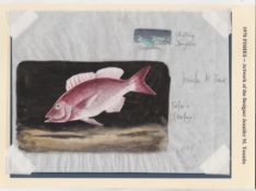 PITCAIRN ISLAND 1970.Fish: design notes; rough sketches by a Pitcairn Magistrate; a large coloured