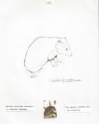 G.B. - Queen Elizabeth II 1977 British Wildlife Issue pencil drawing of a hedgehog on paper, draw...