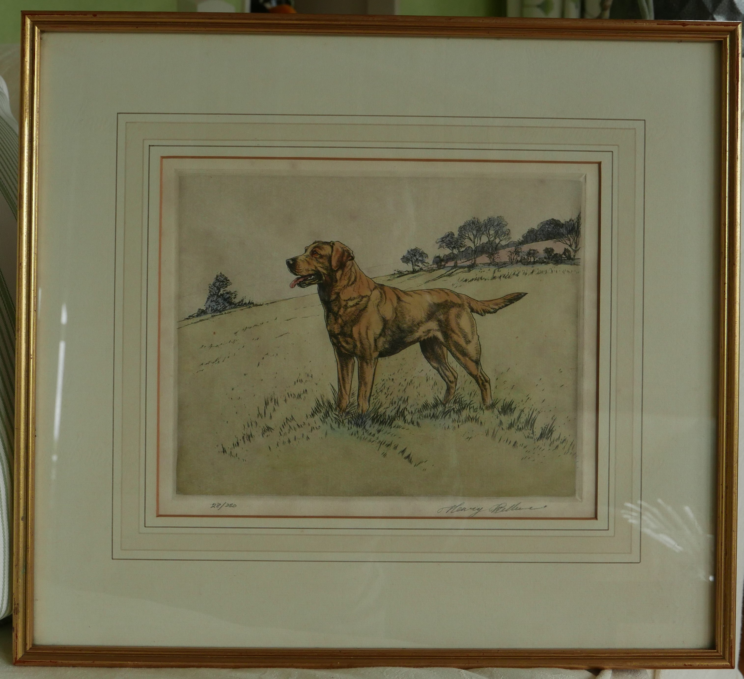 "Golden Labrador" Original Hand-Coloured Drypoint (28/250) by Henry Wilkinson - Image 2 of 3