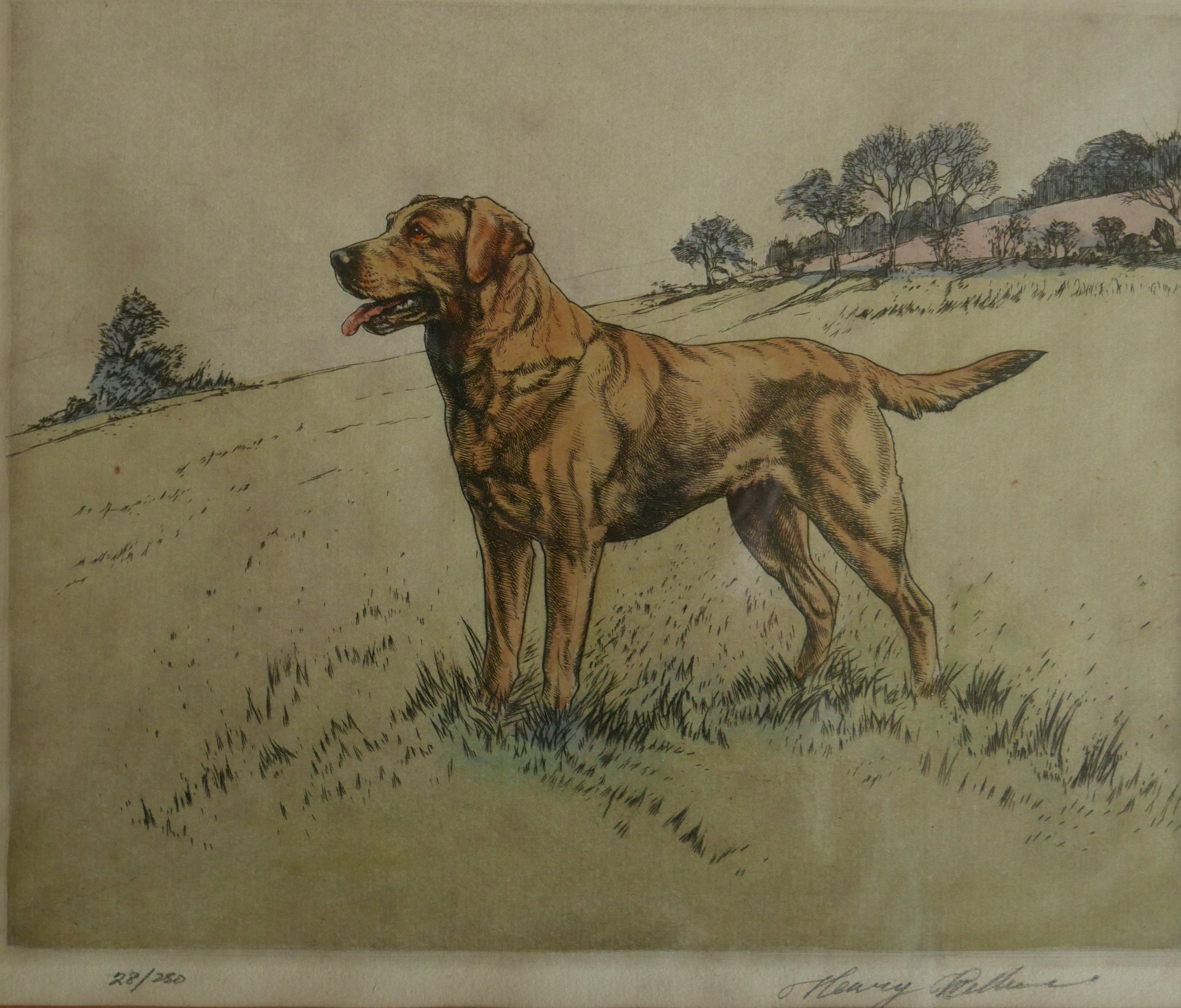 "Golden Labrador" Original Hand-Coloured Drypoint (28/250) by Henry Wilkinson