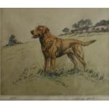 "Golden Labrador" Original Hand-Coloured Drypoint (28/250) by Henry Wilkinson