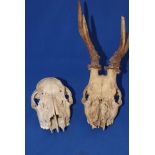 Pair Roe Deer Skulls one with Antlers On Skull Taxidermy Home Decor Hunting