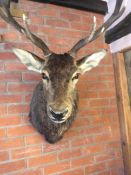 Antique Rare Taxidermy Large Stages Head 1910