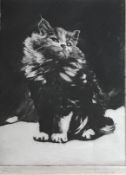 Persian Cat by artist Tom Graham fl C1940 Pencil signed etching