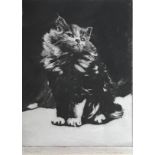 Persian Cat by artist Tom Graham fl C1940 Pencil signed etching