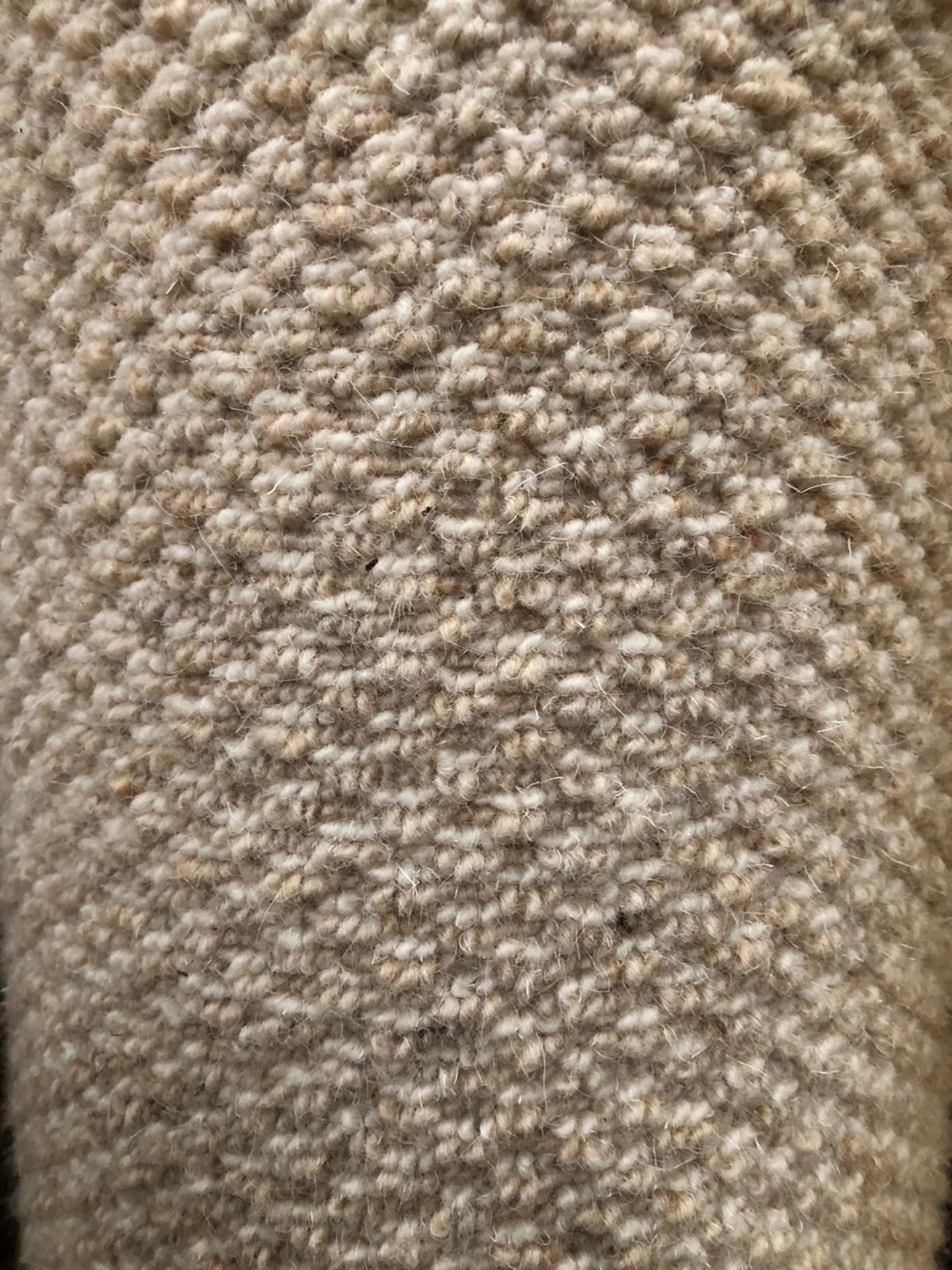 Berber Elite 100% Wool Victoria Beige 4M X 3M (13Ft X 8Ft 9In Loopcontract Hessian Back