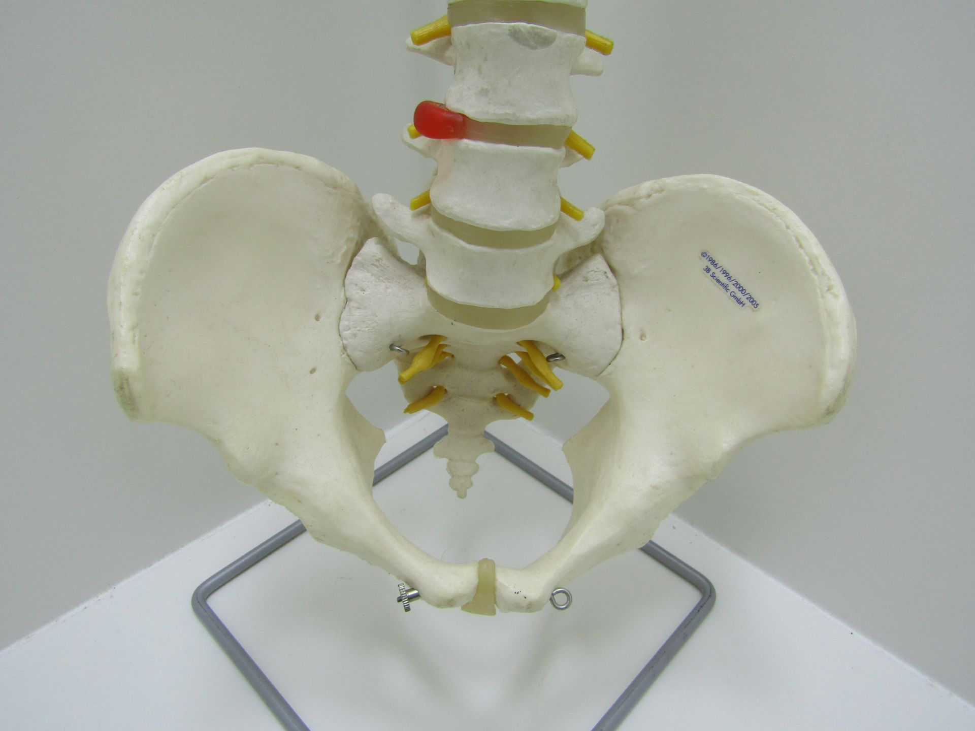 3B scientific GmbH spine and pelvis with stand. - Image 2 of 7