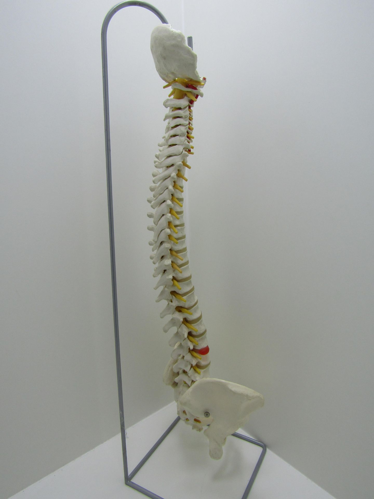 3B scientific GmbH spine and pelvis with stand. - Image 7 of 7