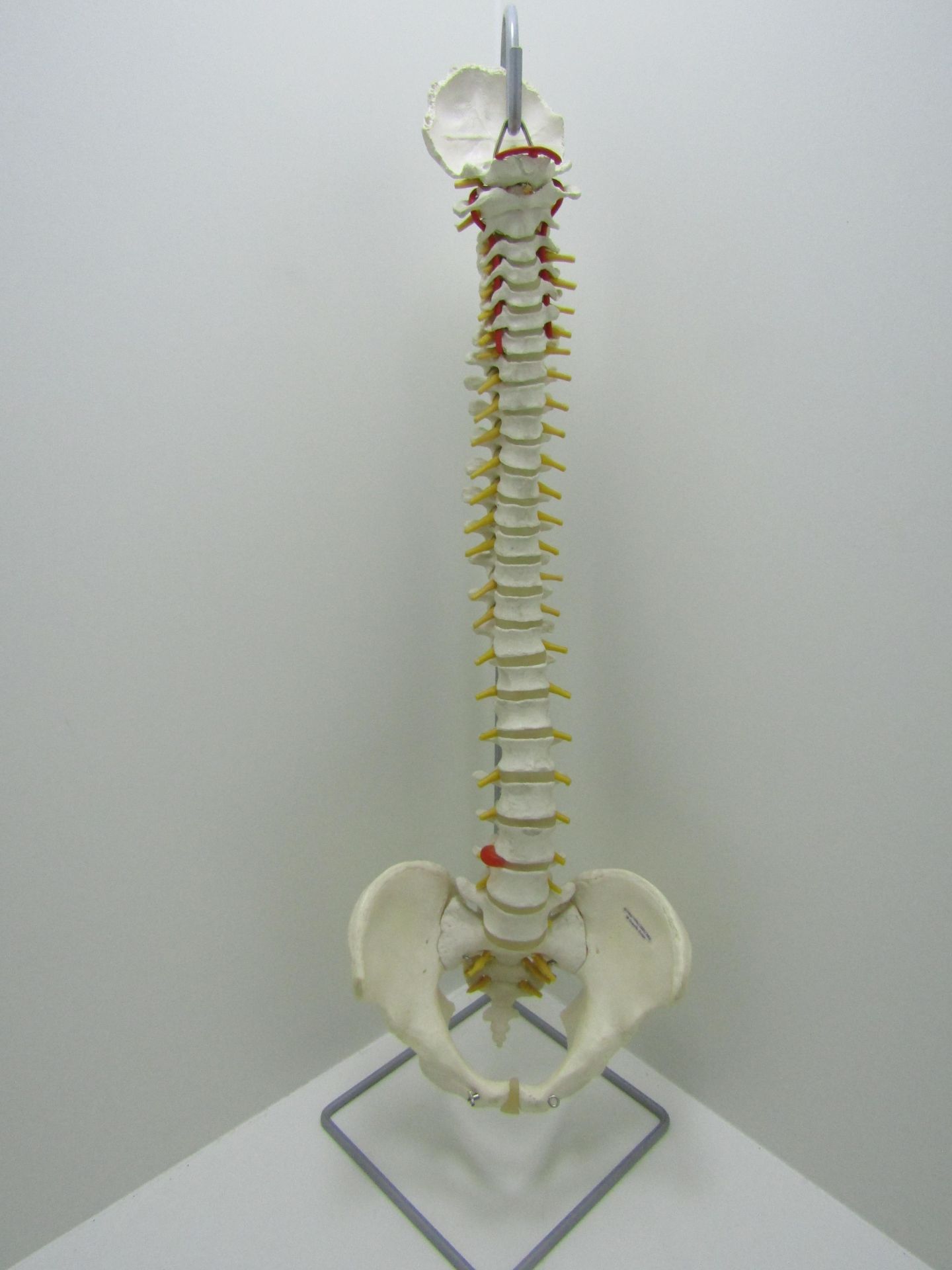 3B scientific GmbH spine and pelvis with stand.
