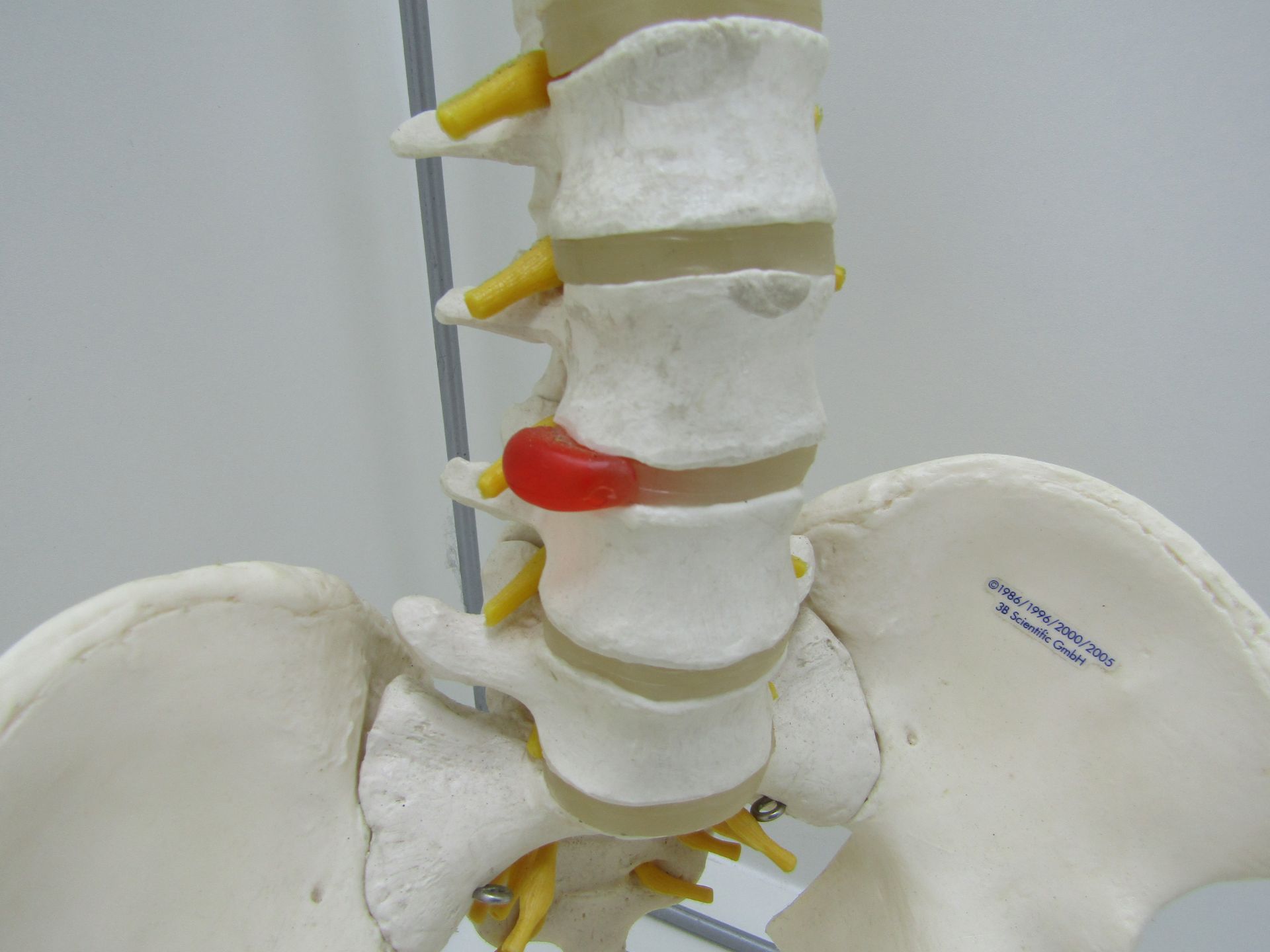 3B scientific GmbH spine and pelvis with stand. - Image 4 of 7