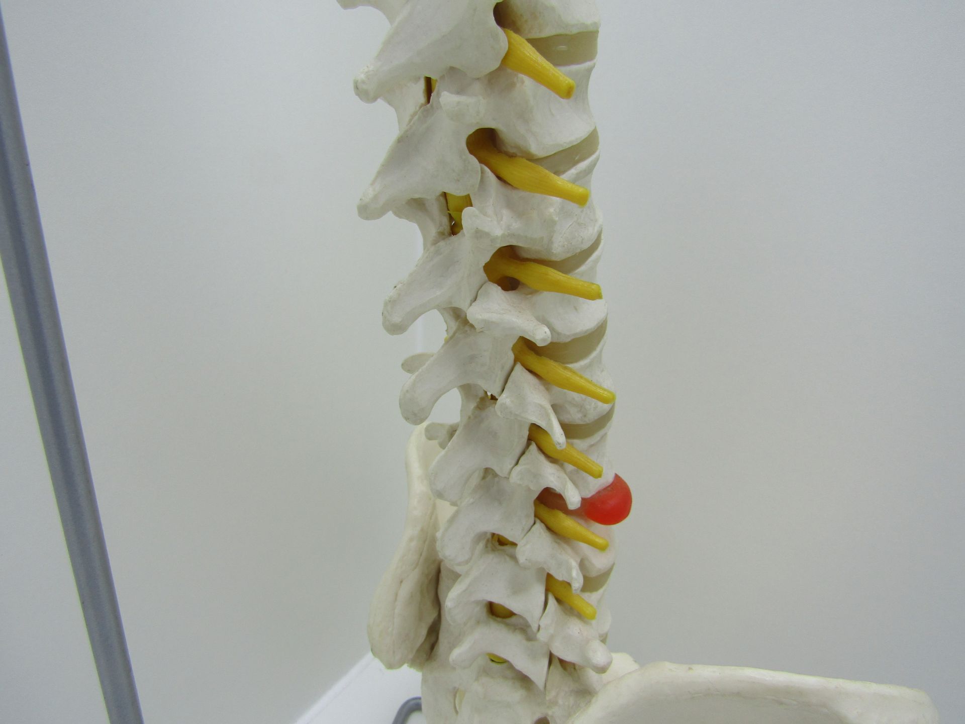 3B scientific GmbH spine and pelvis with stand. - Image 5 of 7