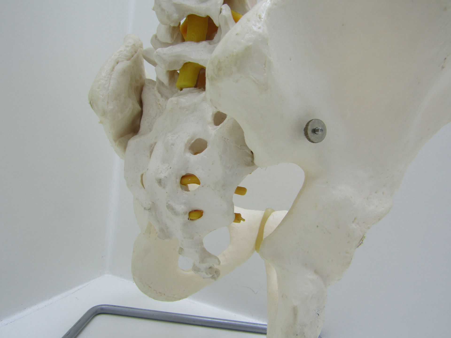 3B scientific GmbH spine and pelvis with stand. - Image 6 of 7