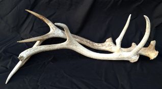 Two Deer Antlers