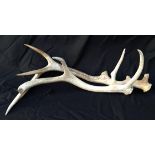 Two Deer Antlers