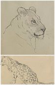 Pair of original pencil sketches by John Murray Thomson RSA RSW PSSA leopard and Lioness