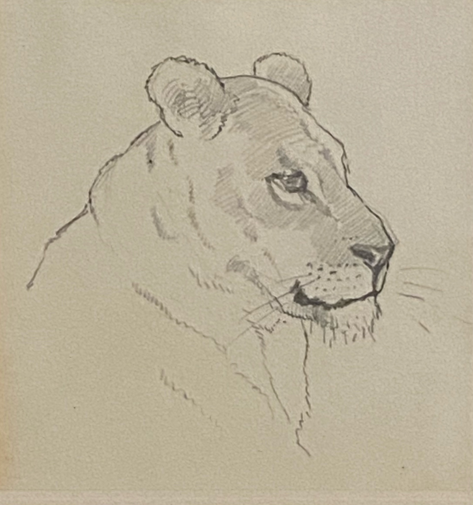 Pair of original pencil sketches by John Murray Thomson RSA RSW PSSA leopard and Lioness - Image 3 of 4