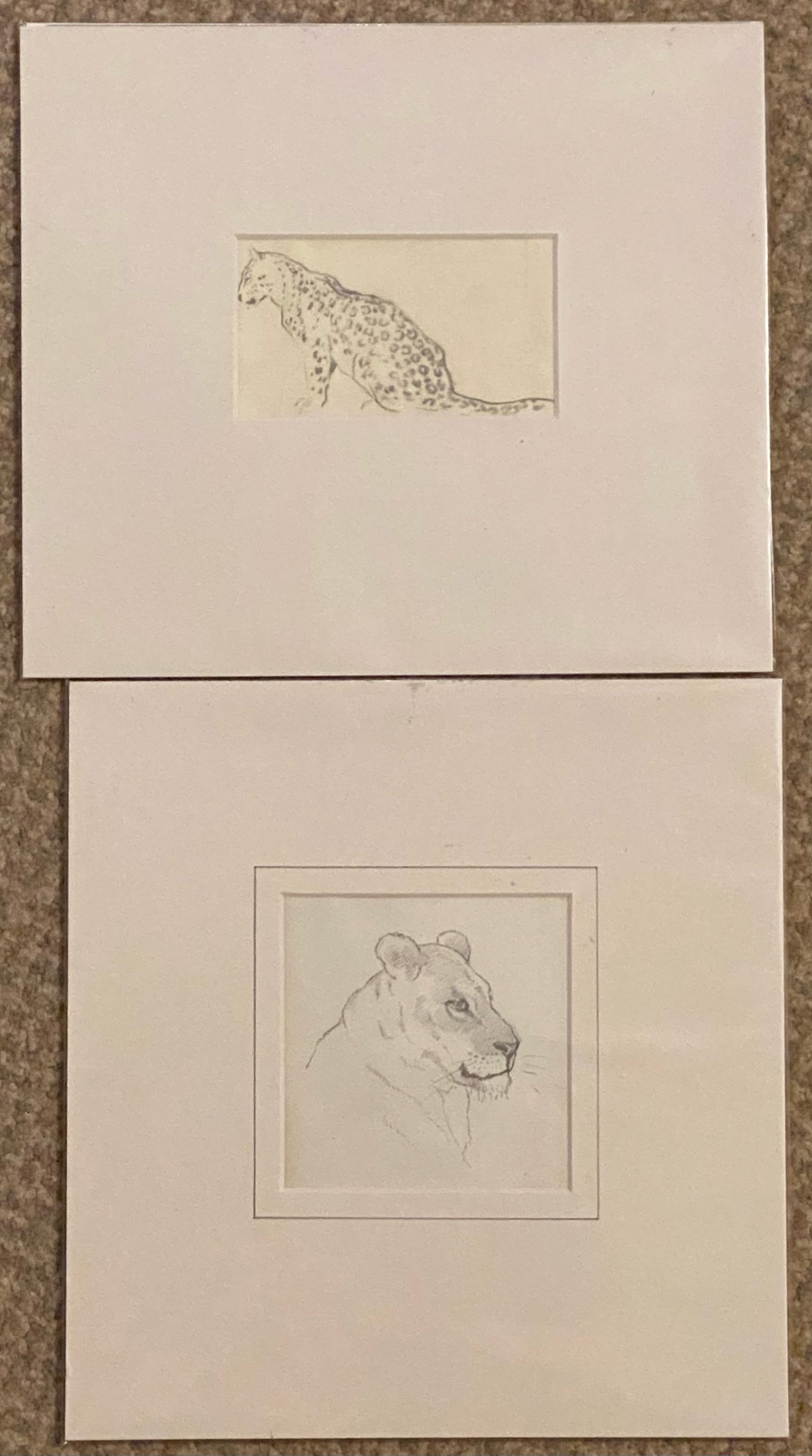 Pair of original pencil sketches by John Murray Thomson RSA RSW PSSA leopard and Lioness - Image 2 of 4