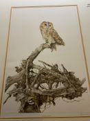 G Bryan Reed Large Rare Limited Edition print 'Tawny Owl Strix Aluco'