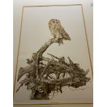 G Bryan Reed Large Rare Limited Edition print 'Tawny Owl Strix Aluco'