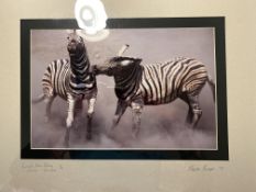 Burchell's Zebra Fighting, Etosha, Namibia, Limited Edition By Dr Hentie Burger
