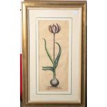 wohl Bessler (18. Jahrhundert), Tulipa viridis coloris, kolorierter Kupferstich,