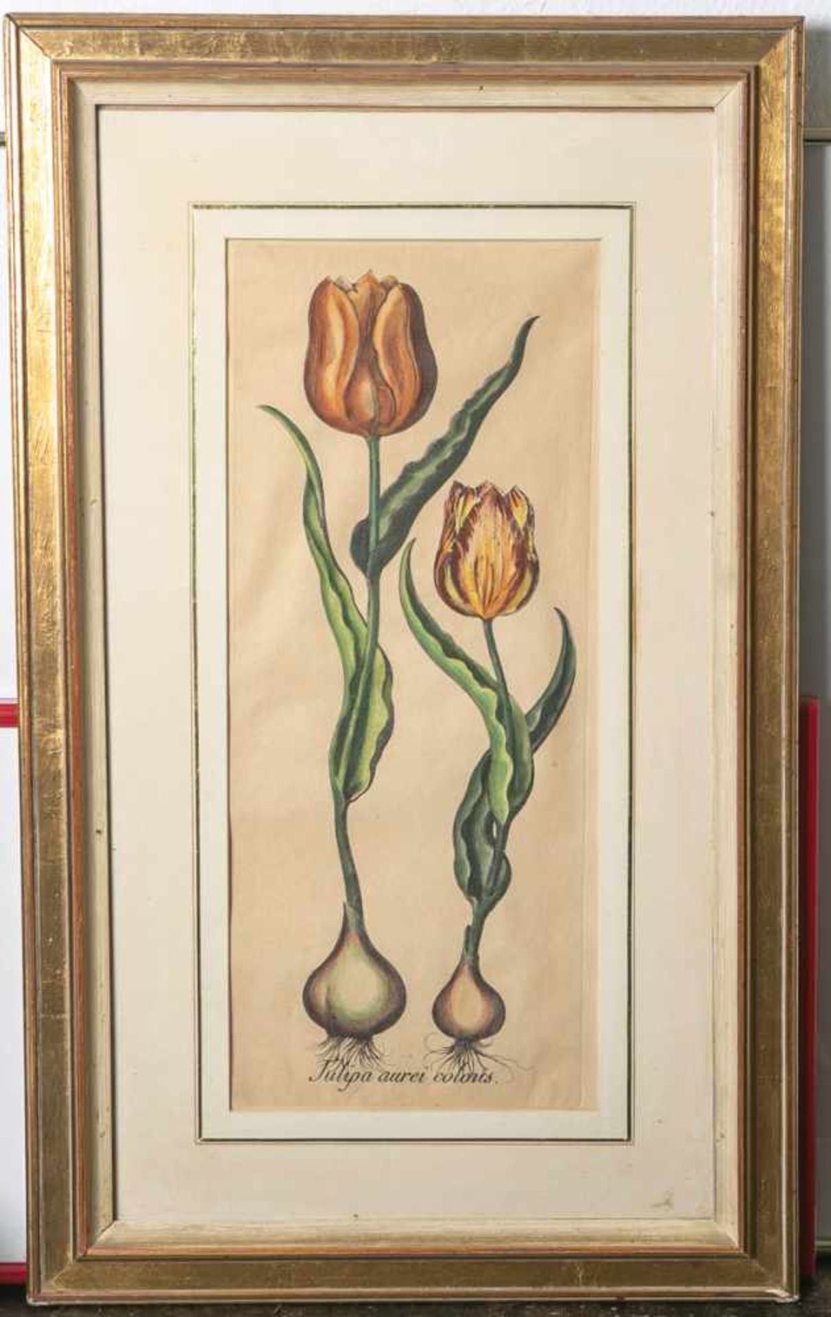 wohl Bessler (18. Jahrhundert), Tulipa aurei coloris, kolorierter Kupferstich, Blattgröße<b