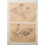 Gottschow, Albert E. (1891-1977), zwei Zeichnungen mit Enten, wohl