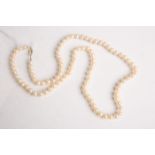Akoya-Perlenkette, Schließe 585 WG/GG, gestempelt: Feingehalt, L. (im geschl. Zustand) ca.38 cm. (