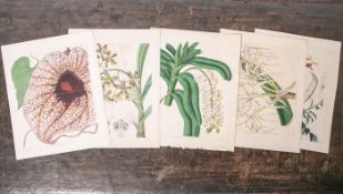 Konvolut von 5 kolorierten Stichen m. Blumen (19. Jahrhundert), div. Künstler, u.a. Drake,