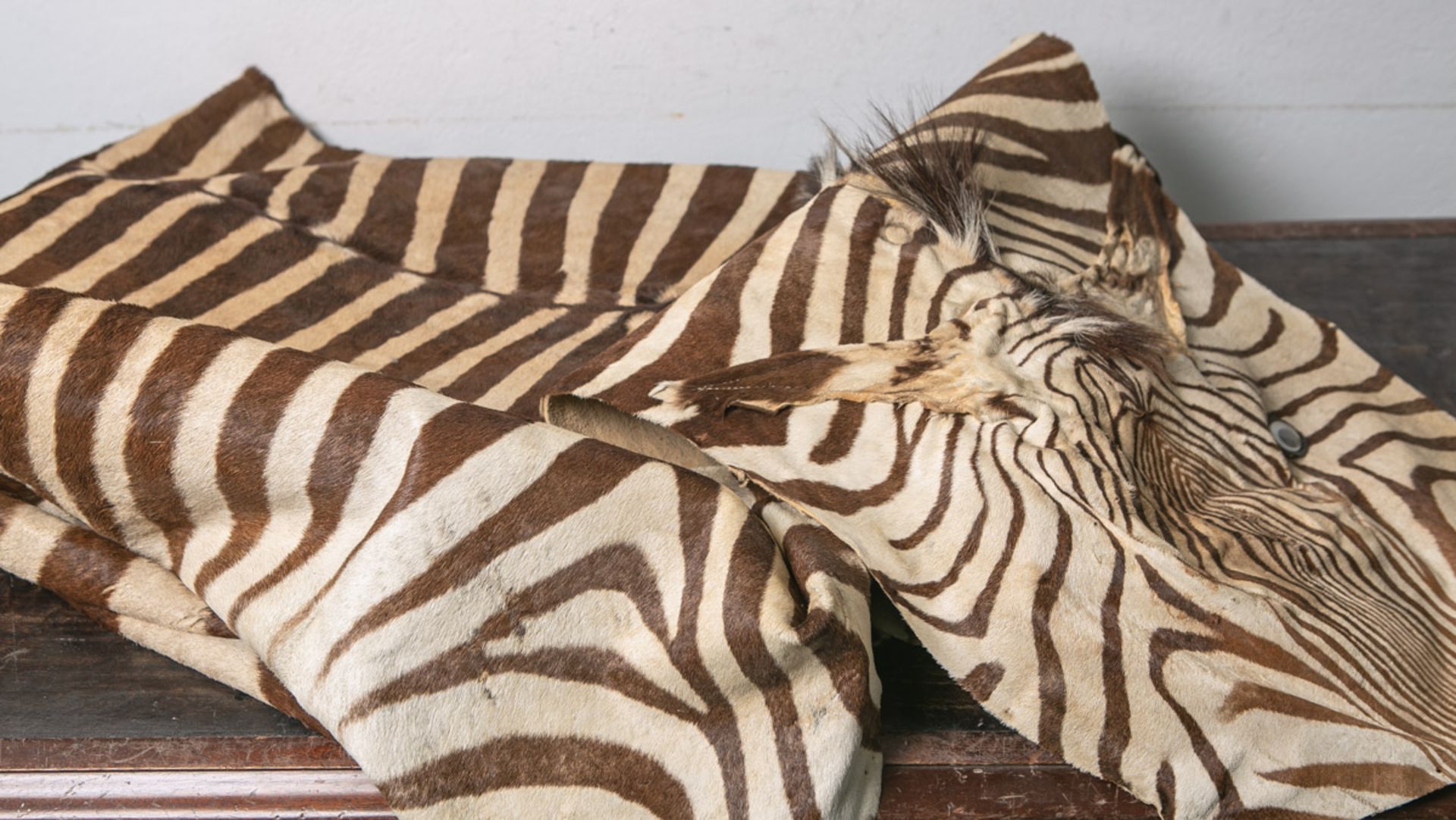 Zebrafell, Böhm-Zebra / Equus quagga boehmi (1950/60er Jahre, Namibia), IUCN-Bewertung: