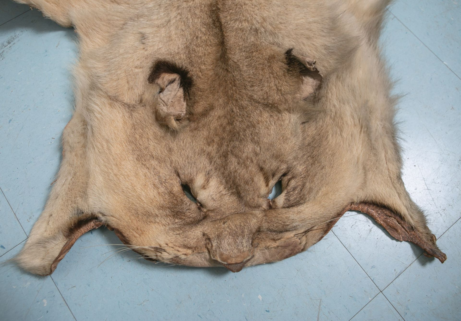 Löwenfell, Panthera leo (1950/60er Jahre, Namibia), Vorleger, sandfarben, gelblich, dunkel - Bild 2 aus 3