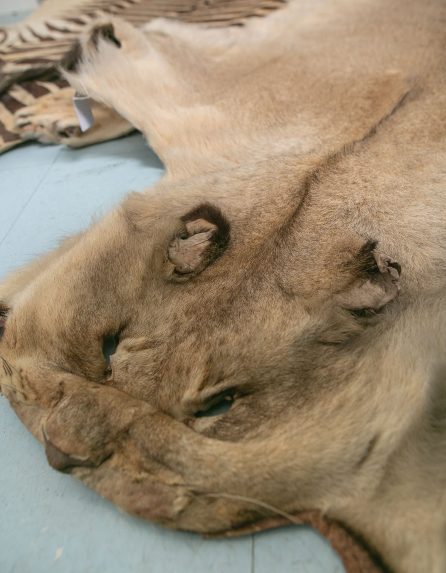 Löwenfell, Panthera leo (1950/60er Jahre, Namibia), Vorleger, sandfarben, gelblich, dunkel - Bild 3 aus 3