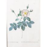 Nach Redouté, Pierre-Joseph (1759-1840), "Rosa Centifolia simplex", kolorierter