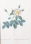 Nach Redouté, Pierre-Joseph (1759-1840), "Rosa Centifolia simplex", kolorierter