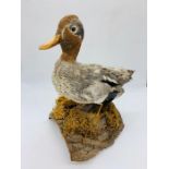 A Taxidermy of a Duck