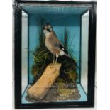 A Taxidermy Jay in a display case