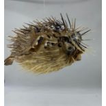 A decorative wall hanging Pufferfish