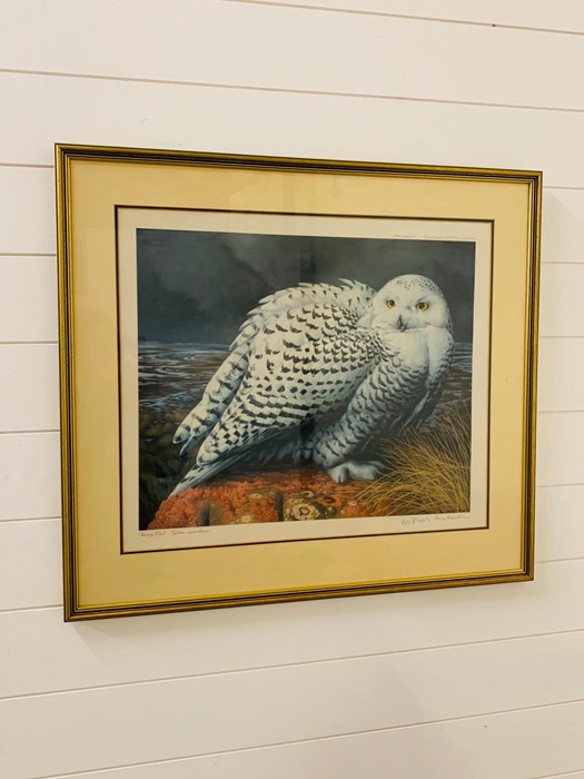 Pelham Edition 1973 Print of Snowy Owl Nyctea Scandiaca, signed in pencil Barry Driscoll