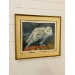 Pelham Edition 1973 Print of Snowy Owl Nyctea Scandiaca, signed in pencil Barry Driscoll
